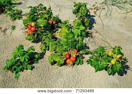 Rosehip Grows On The Sand