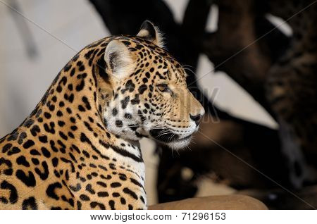 Jaguar