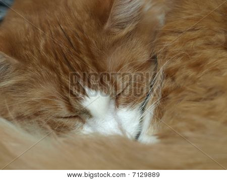 Sleeping Tiger - Happy Red Cat Asleep