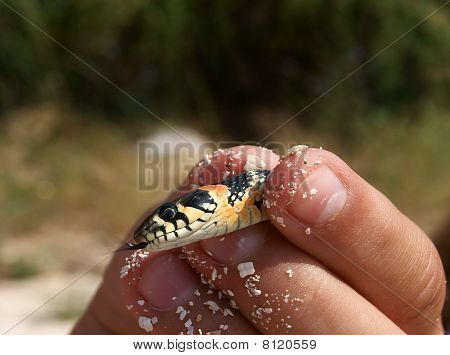 Natrix Natrix