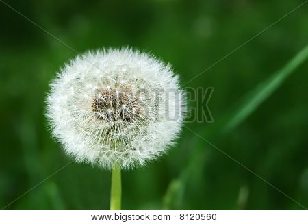 민들레 Officinale