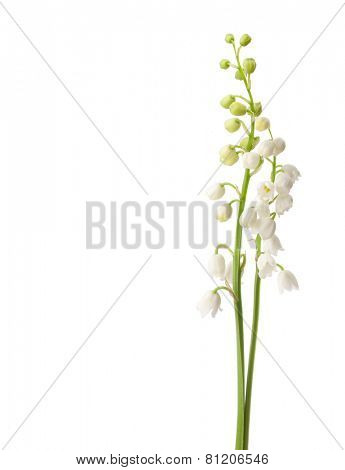 Two  flowers isolated on white. Lily of the Valley