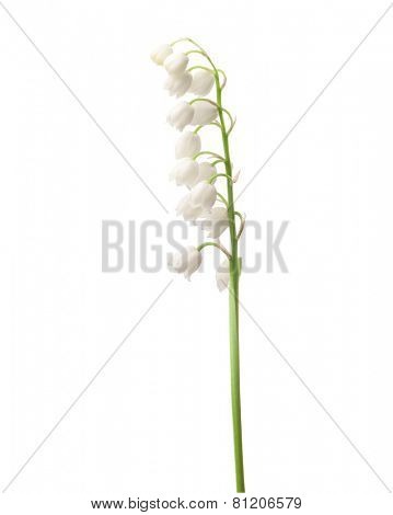 Lily of the Valley  isolated on white.