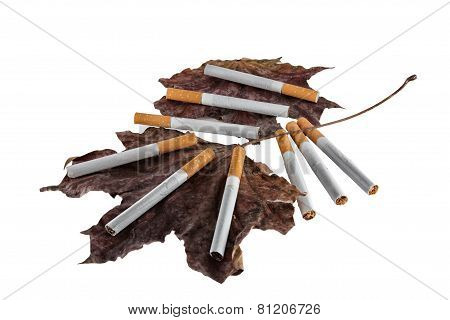 Still Life Of Filter Cigarettes
