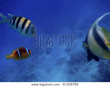 Free Diving Watch With Fish