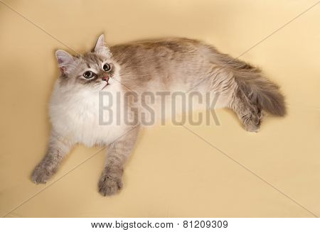 Siberian Cat Seal Point Lies On Yellow