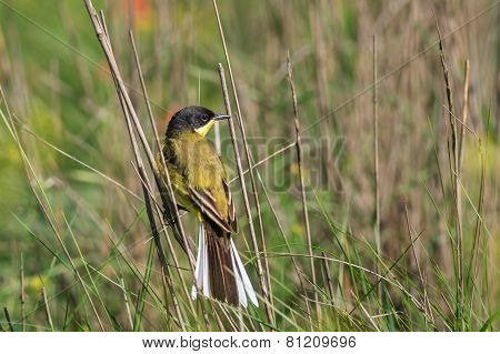 Yellow Wagtail Warble
