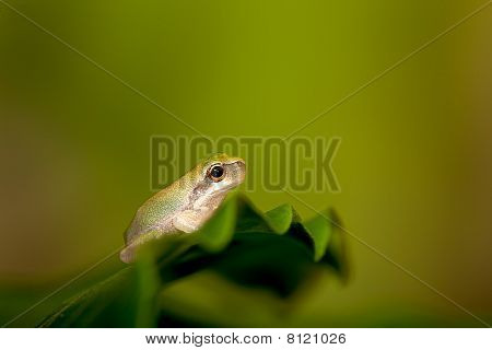 Baby løvfrøer på blad (Hyla chinensis)