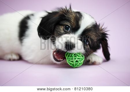 Puppy Papillon Biting Ball