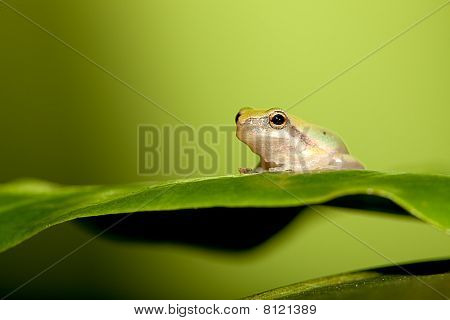 Baby løvfrøer på blad (Hyla chinensis)
