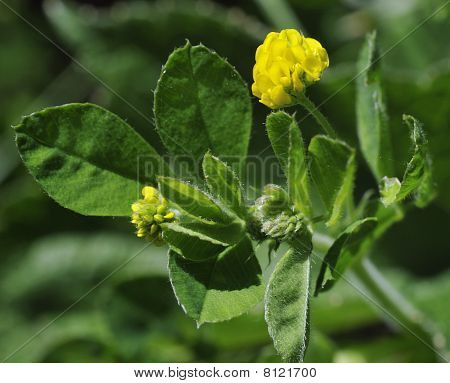 Black Medick - Medicago Sneglebælg