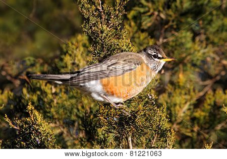 American Robin (turdus Migratorius) In A Tree