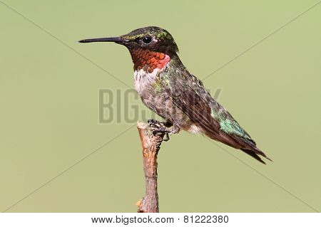 Ruby-throated Hummingbird (archilochus Colubris)