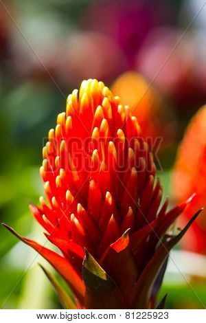 Beautyful Bromeliad Flower