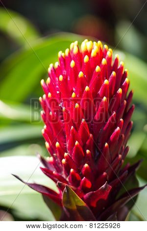 Beautyful Bromeliad Flower