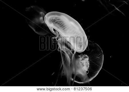 jellyfish