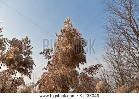 Winter Landscape Without Snow
