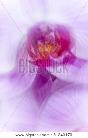 romantic photo of a moth orchid