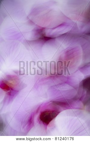 Phalaenopsis, Moth Orchid