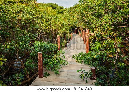 Tropical exotic travel concept - wooden bridge in flooded rain forest jungle of mangrove trees near Kampong Phluk village, Cambodia