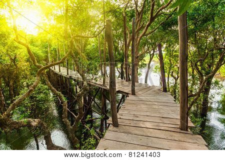 Tropical exotic travel concept - wooden bridge in flooded rain forest jungle of mangrove trees near Kampong Phluk village, Cambodia