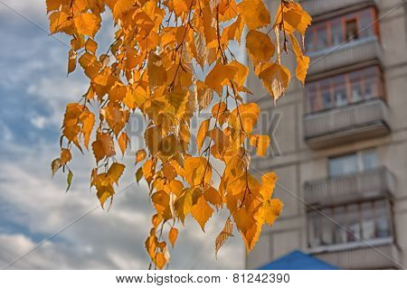 Birch Branch