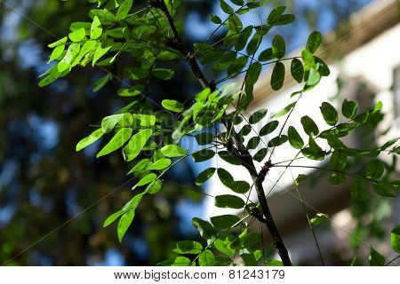 Branch
