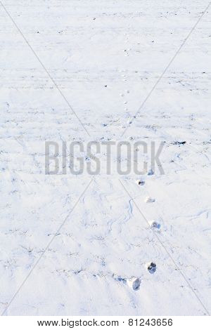 Snow Foot Prints