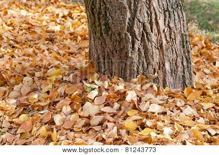 Covered Trunk