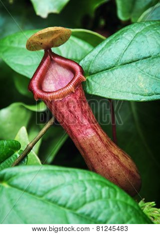 Nepenthes Carnivorous Plant In Outdoors