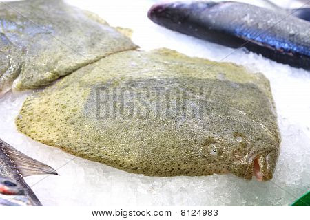 Flatfish