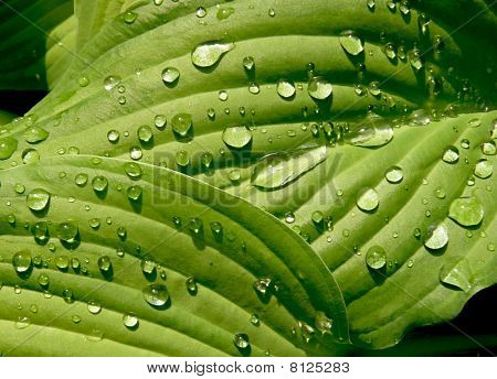 Hosta plante