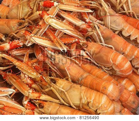 Langoustines