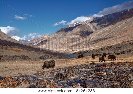 Yaks In Tajikistan