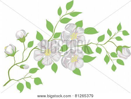 The blossoming apple-tree branch.