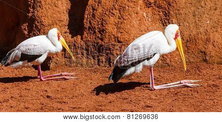 Tantalo Africano (Mysteria ibis)
