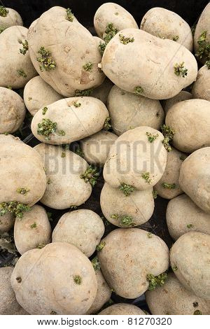 Pile Of Spud Potatoes