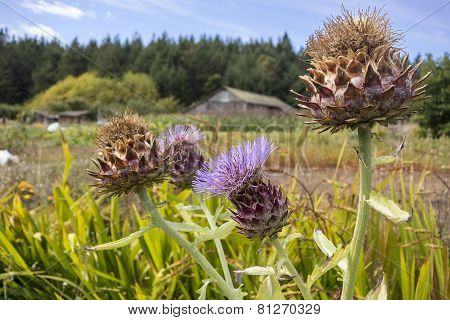 Artichokes Gone To Seed