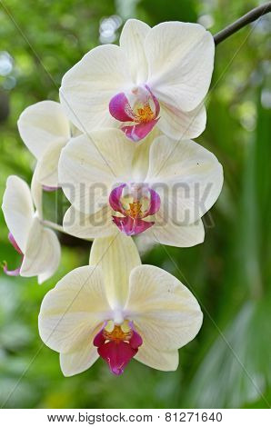 Blooming orchid Phalaenopsis (lat. Orchidáceae)