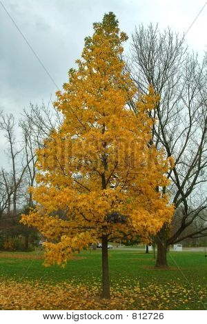 Autumn fall of the leaves