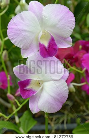 Blooming orchid Phalaenopsis (lat. Orchidáceae)