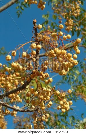 Rich harvest