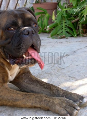 Cane (Boxer)