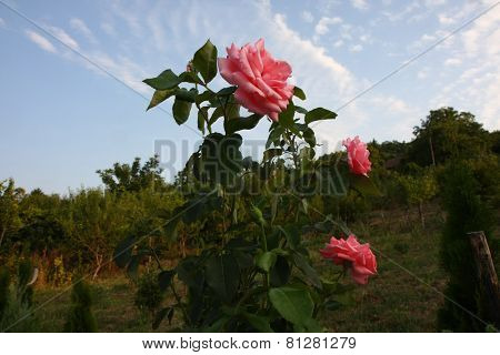 Pink Roses