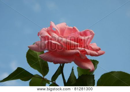 Pink Rose