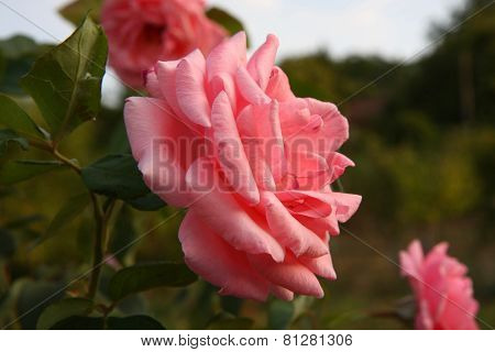 Pink Rose