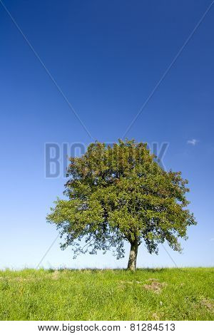 Lonely Apple Tree
