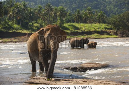 Elephants