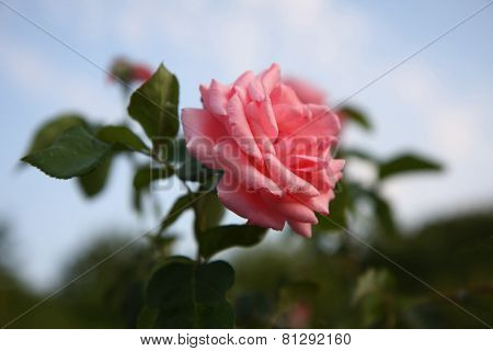 Pink Rose