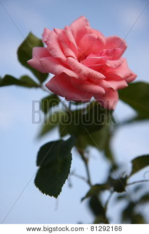 Pink Rose
